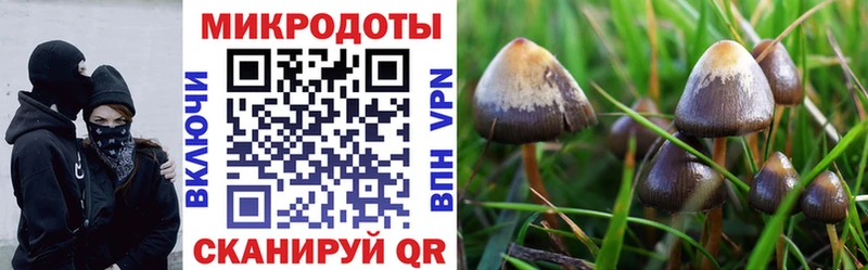 как найти закладки  Саратов  Псилоцибиновые грибы Psilocybe 